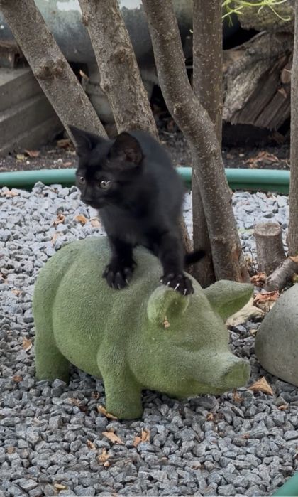 Черные котята ищут дом