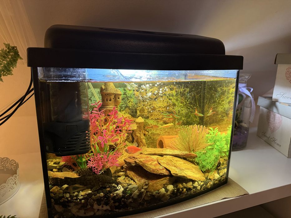 Akwarium kompletne życiem