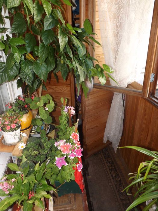 Здається кімната. Метро Харьківська, Вирлиця.