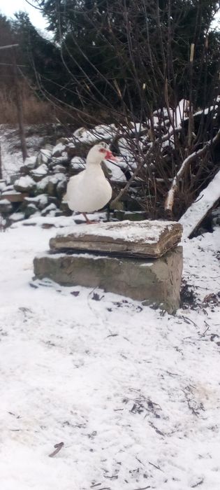 Продам качки 5 штук -1000 грн.