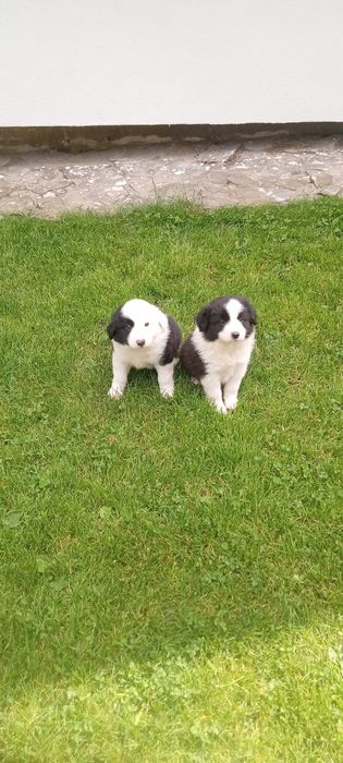 Border collie szczeniak piesek