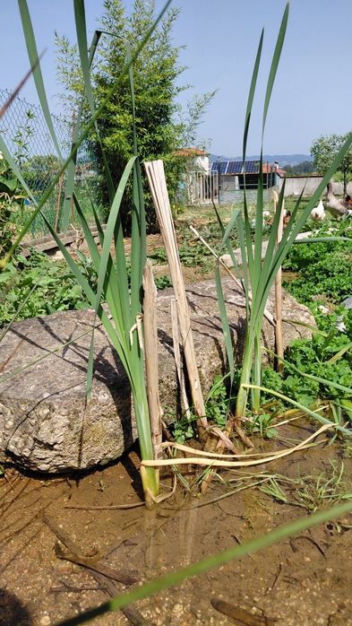 Plantas para lago