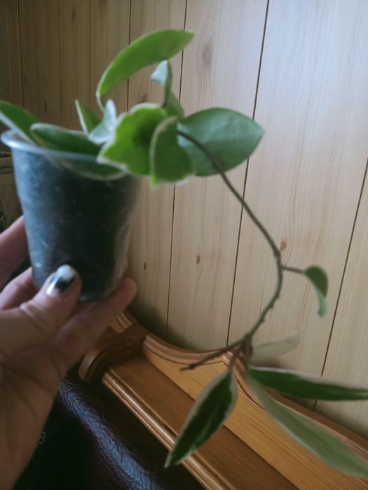 Есть Хойи разного сорта,есть вариегатная  .