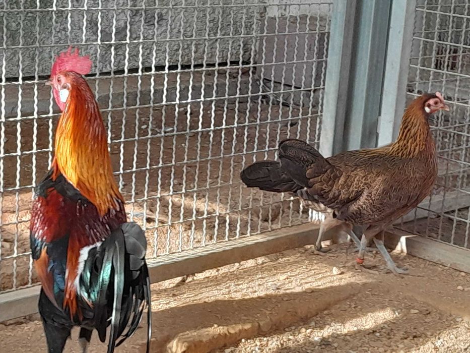 (Galo Bankiva Vermelho), Gallus gallus gallus