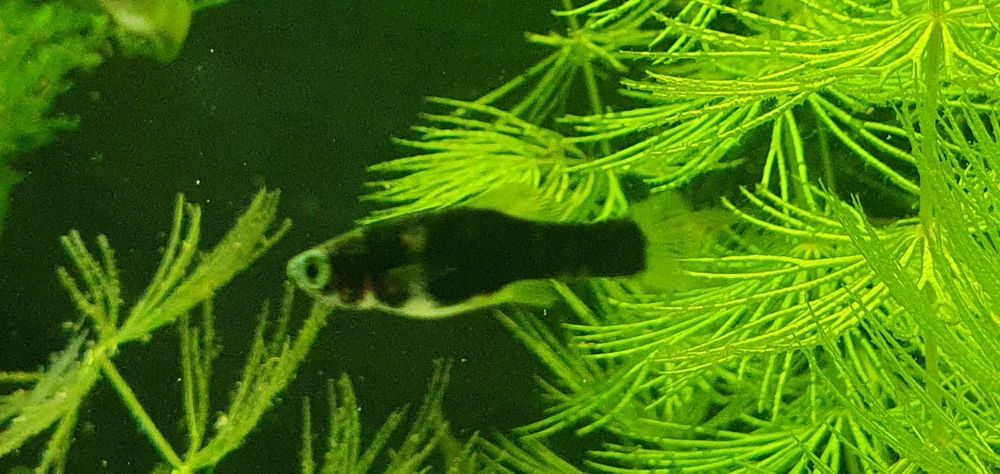 Mieczyki mieczyk mix czarne czerwone marble narybek pakiet