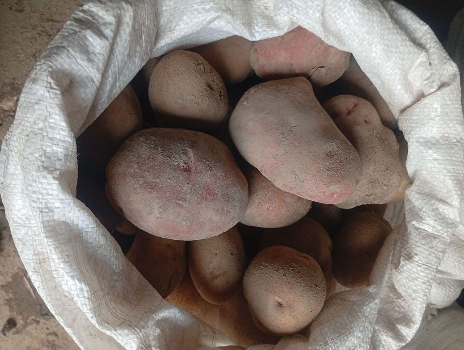 Картопля свіжого врожаю