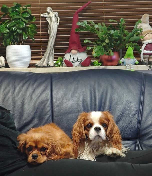 Cavalier King Charles Spaniel FCI