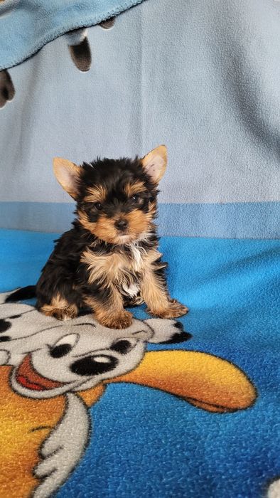 Чистокровные йорк мини.