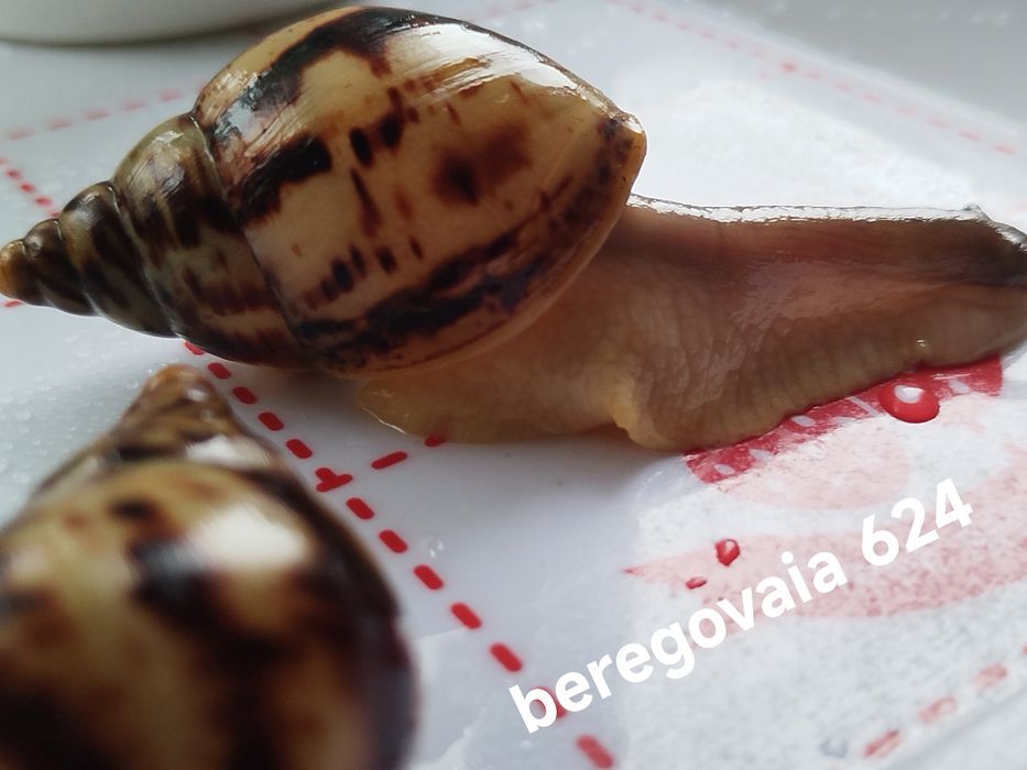 Продаются малыши Ахатины Ретикулята Стандарт.