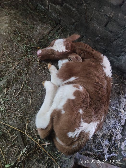 Продам телку родилась 17.01.2026