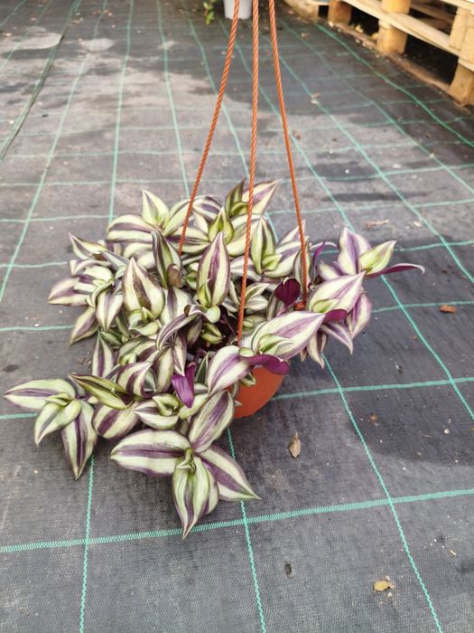 Tradescantia - planta em vaso