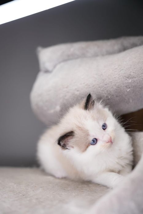 Ragdoll kocurki i kotki  Wystawowo-Hodowlany  FPL