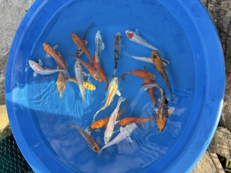Carpas koi 8/11cm