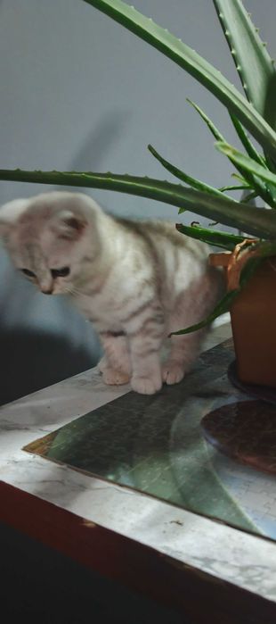 шотландський котик- муркотик