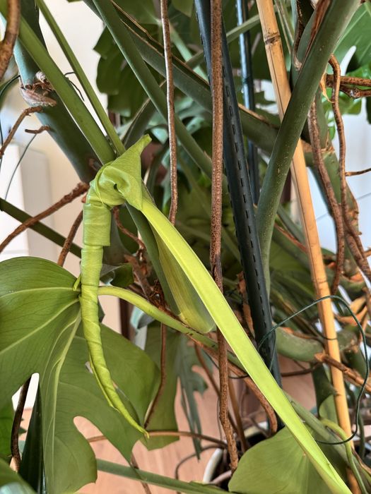 Monstera Deliciosa - piękna, duża