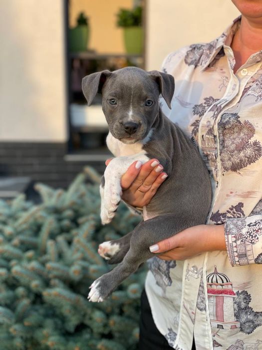 Голубі цуценята Амстаффа (amstaff blue)