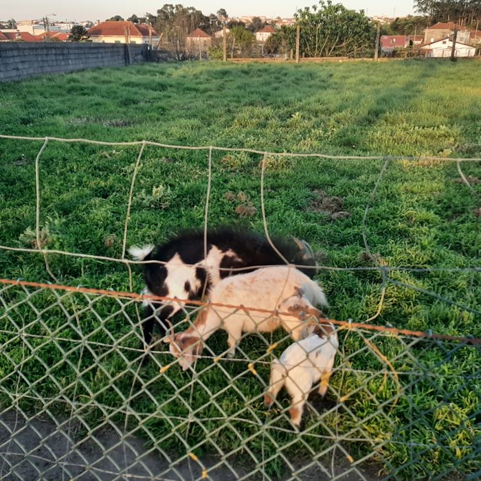 Cabras anãs para troca