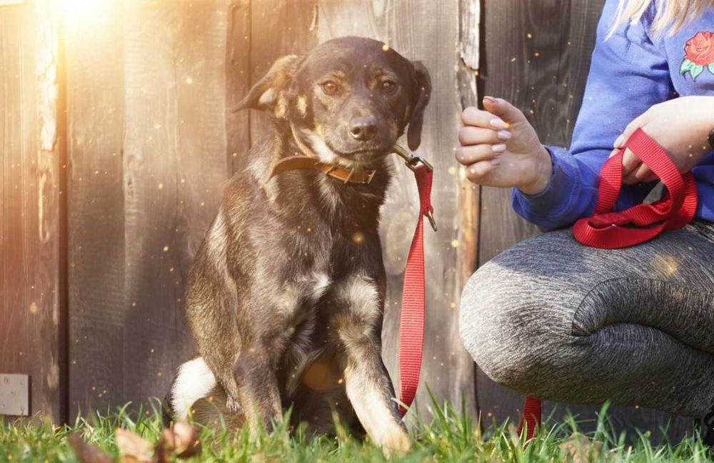 ALEK - fajny, łagodny psiak