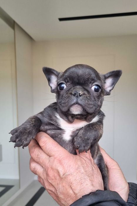 Buldog Francuski suczka