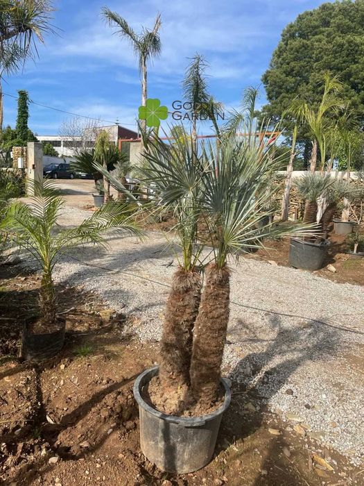 Palmeiras Várias Variedades! Coqueiros/Phoenix/Chamaerops/Sicas