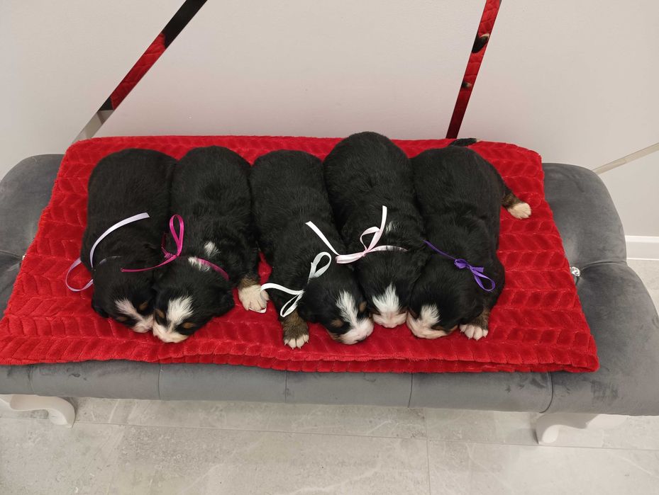 Berneński Pies Pasterski