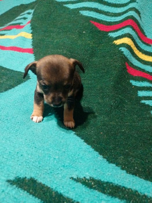 Крихітна дівчинка чихуахуа