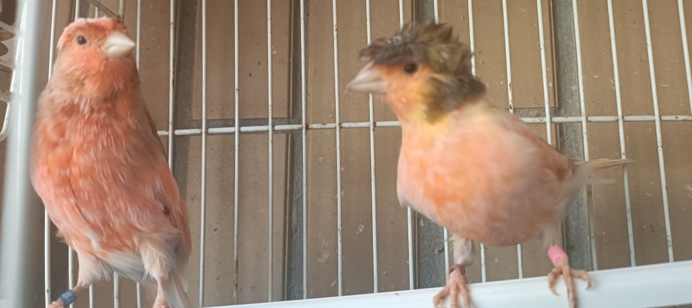 Casal de canários Arlequim Português