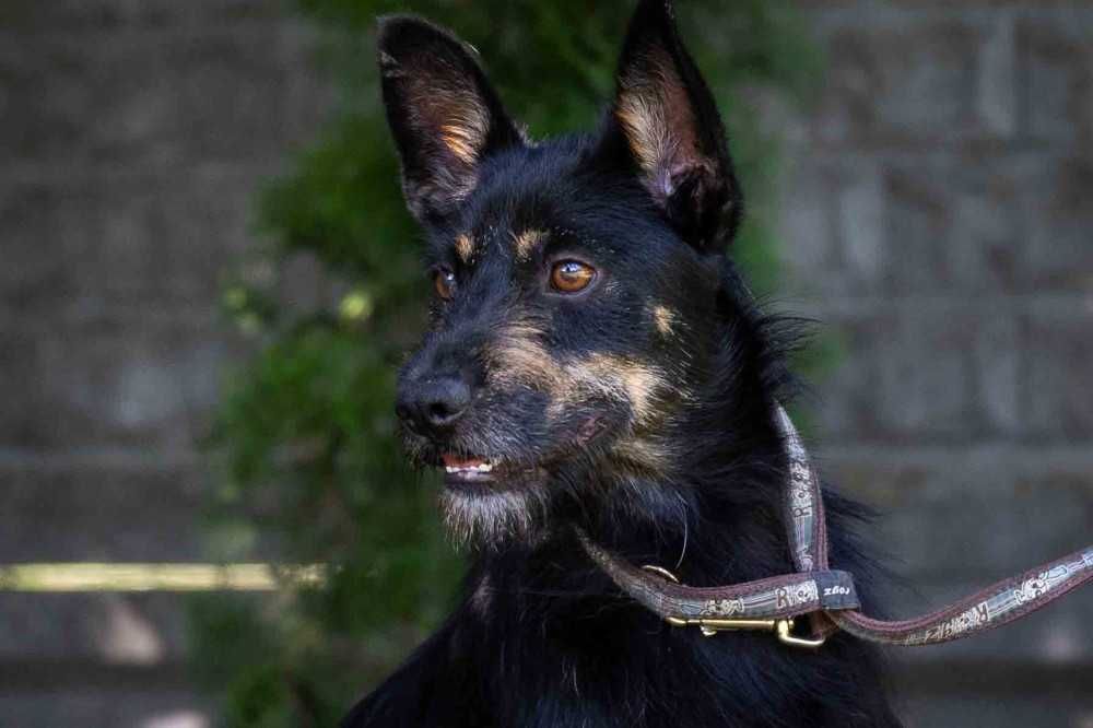 088925 Gaspar do adopcji