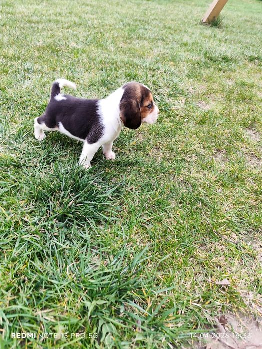 Suczka sunia Beagle tricolor