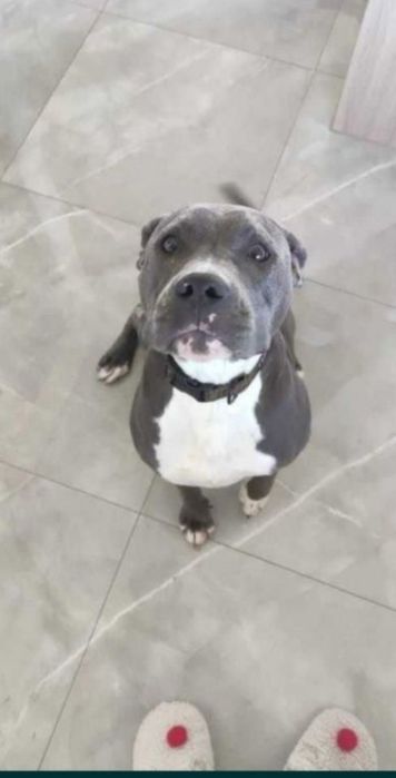 Suczka biała marengo pręgowana American Staffordshire Terrier (amstaf