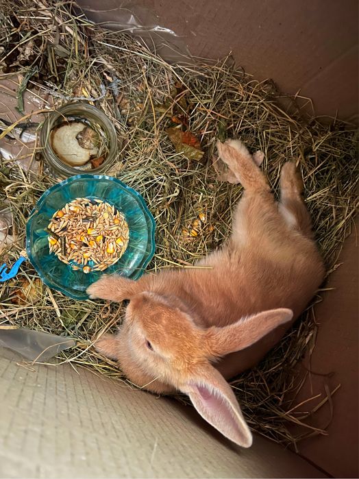 Віддам безкоштовно декоративного кролика