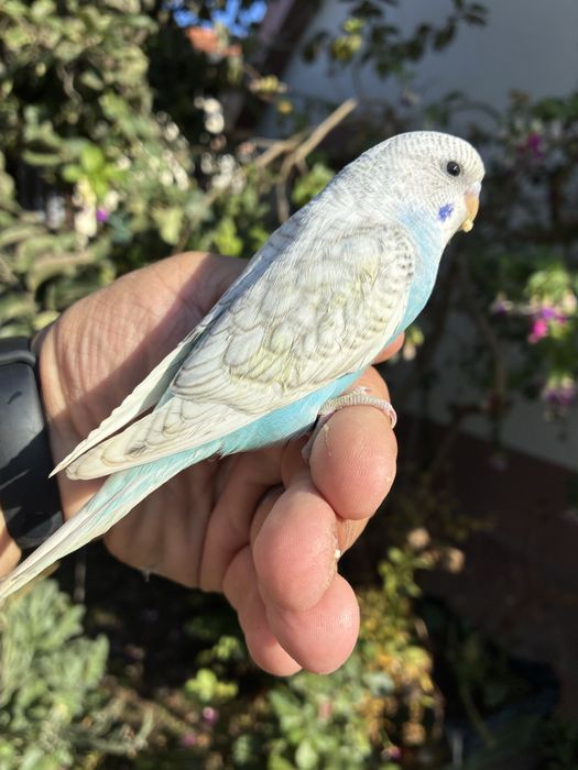 Fantastico Periquito domesticado - baixa de preço