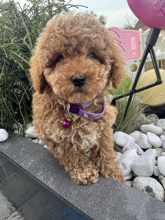 Cavapoo pudelek cavalier