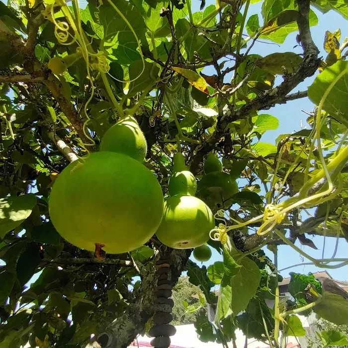 Cabaças decoracao naturais varios tamanhos