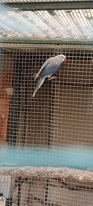 Ring neck para ceder