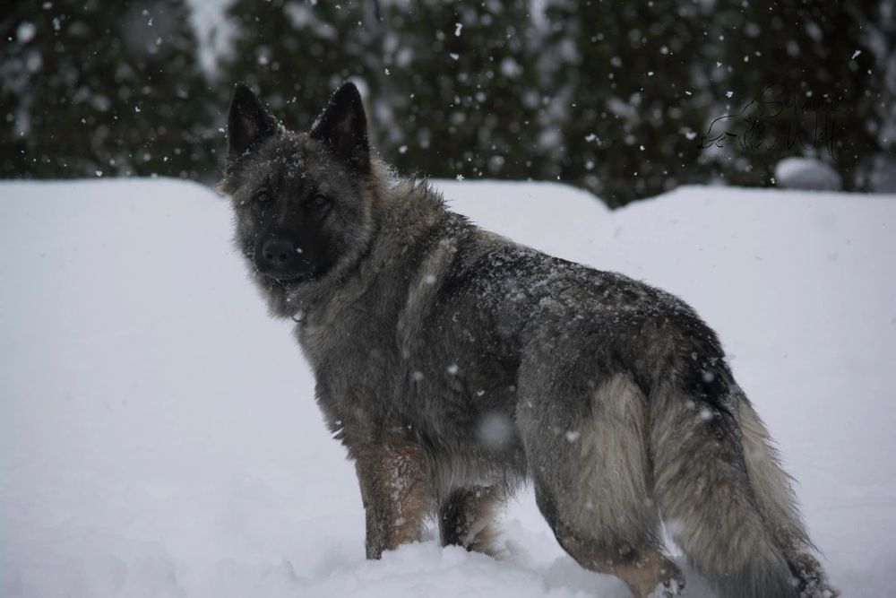 Owczarek staroniemiecki dziewczynka wilczasta