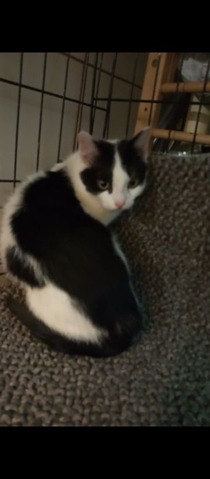 Mały kocurek szuka domu niewychodzącego