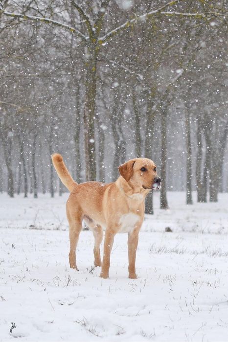 Młody piękny pies w typie labradora do odpowiedzialnej adopcji