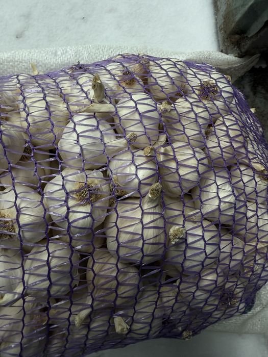 Продам часник та цибулю