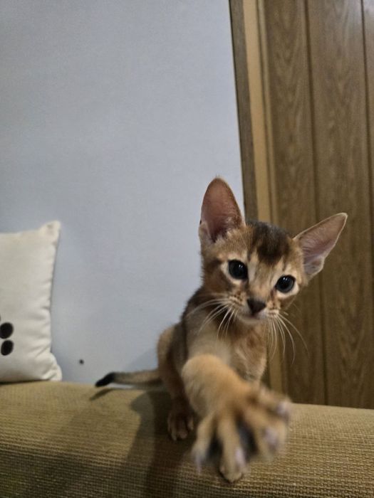 Абісинські кошенята абіссинська порода абиссинская