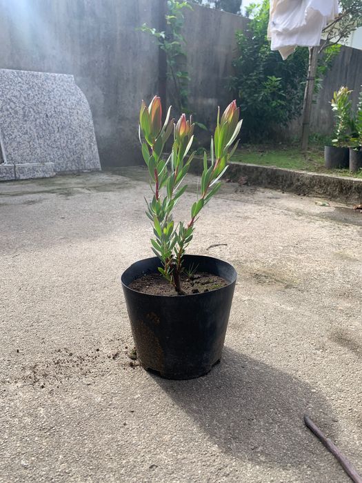 Vasos com flor Licodentes novos