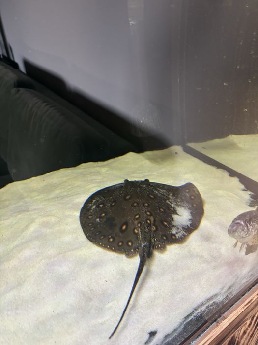 Plaszczka Motoro Samiec Dorosly POTAMOTRYGON MOTORO