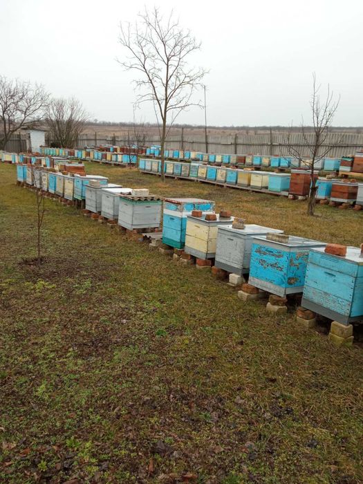 Продаю бджолопакети, бджоли.