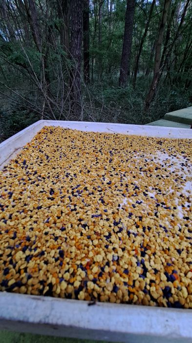 Pyłek pszczeli słoik 0.6 kg