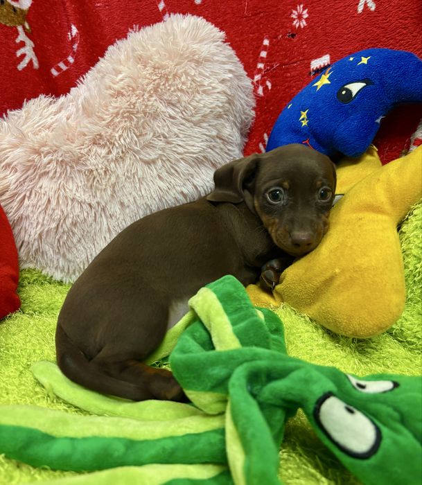 Jamnik miniaturowy-piesek zarezerwowany