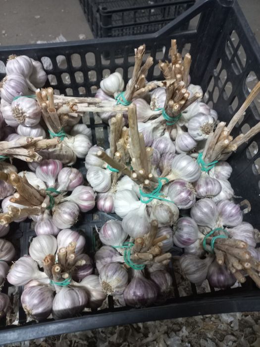 Czosnek Polski od rolnika