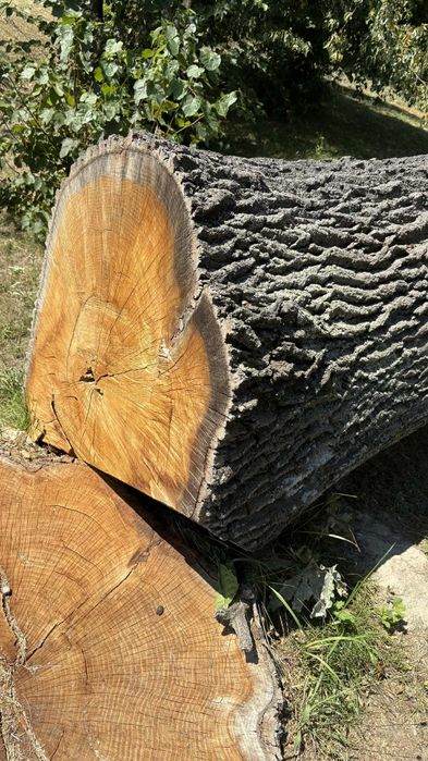 Na sprzedaż kłoda drzewo dąb 3 m³