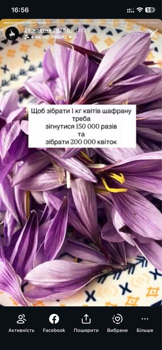 Шафран спеція та цибулинки
