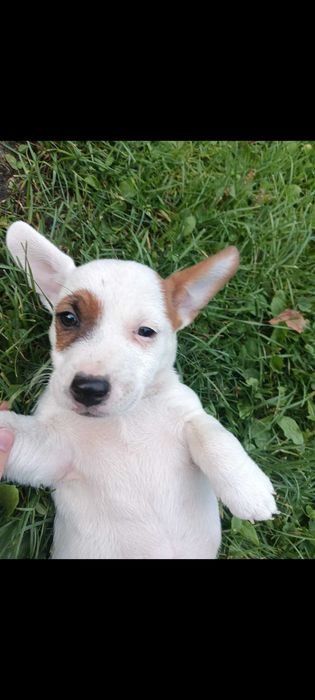 Jack russell terrier suczka nr.1 Stary Sącz