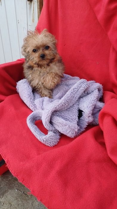 Міні хлопчик -йоркширський тер'єр.